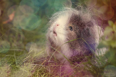 Dreamy little guinea pig.