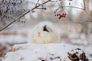 Candy in the snow.