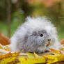 Fluffy cloud landing in the leaves.