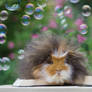 The floof in bubble paradise.