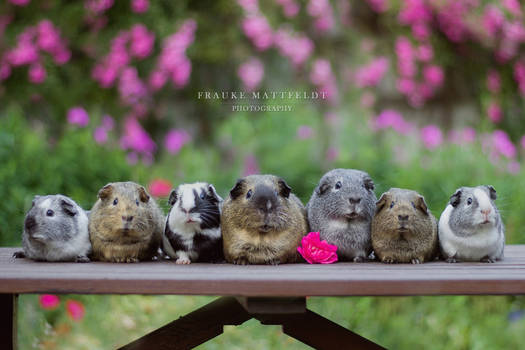 The American guinea pig family.