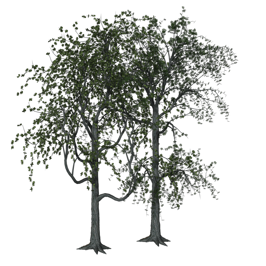Two trees by Cimarron29 on DeviantArt
