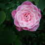 Pink Rose