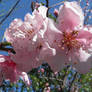 Nectarine Blossoms