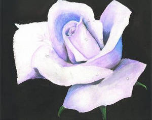 White Rose