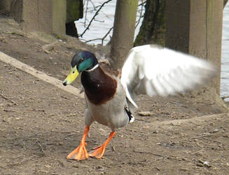 Dance ducky dance!