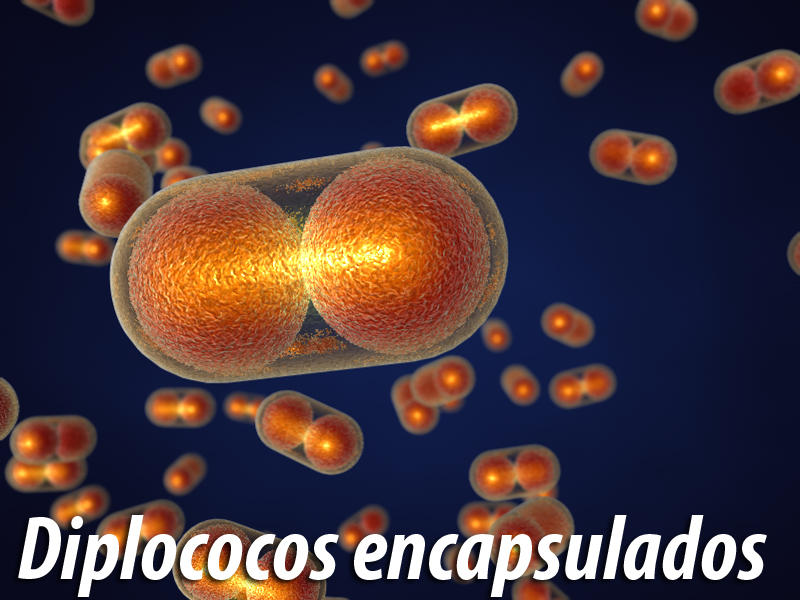Diplococos Encapsulados. by igorandrade on DeviantArt