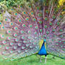 Peacock Opens Feathers