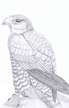 Gyrfalcon