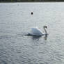 lonley swan