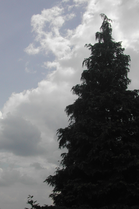 Nature - Lonely Tree 2