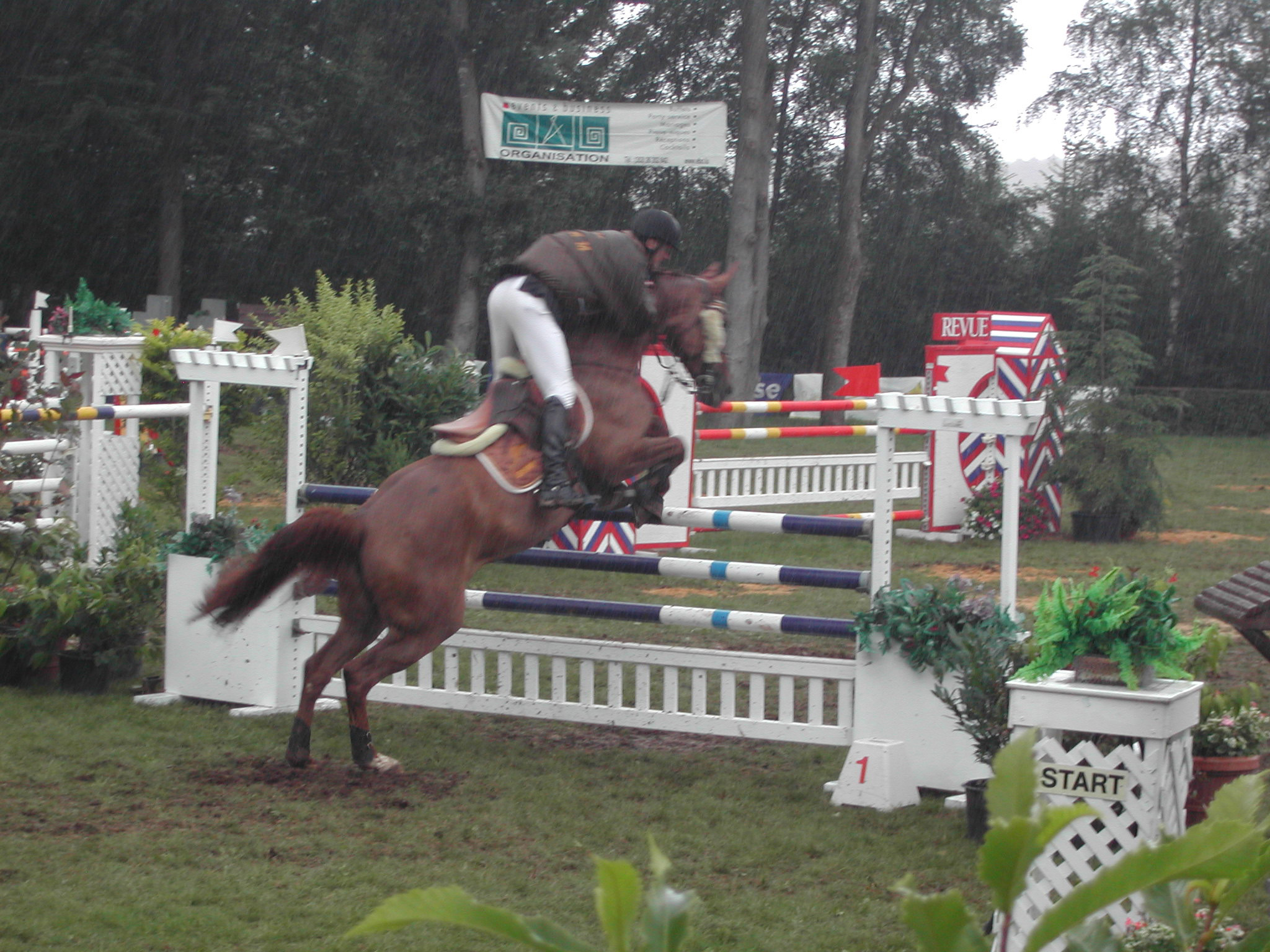 Competition horse 1