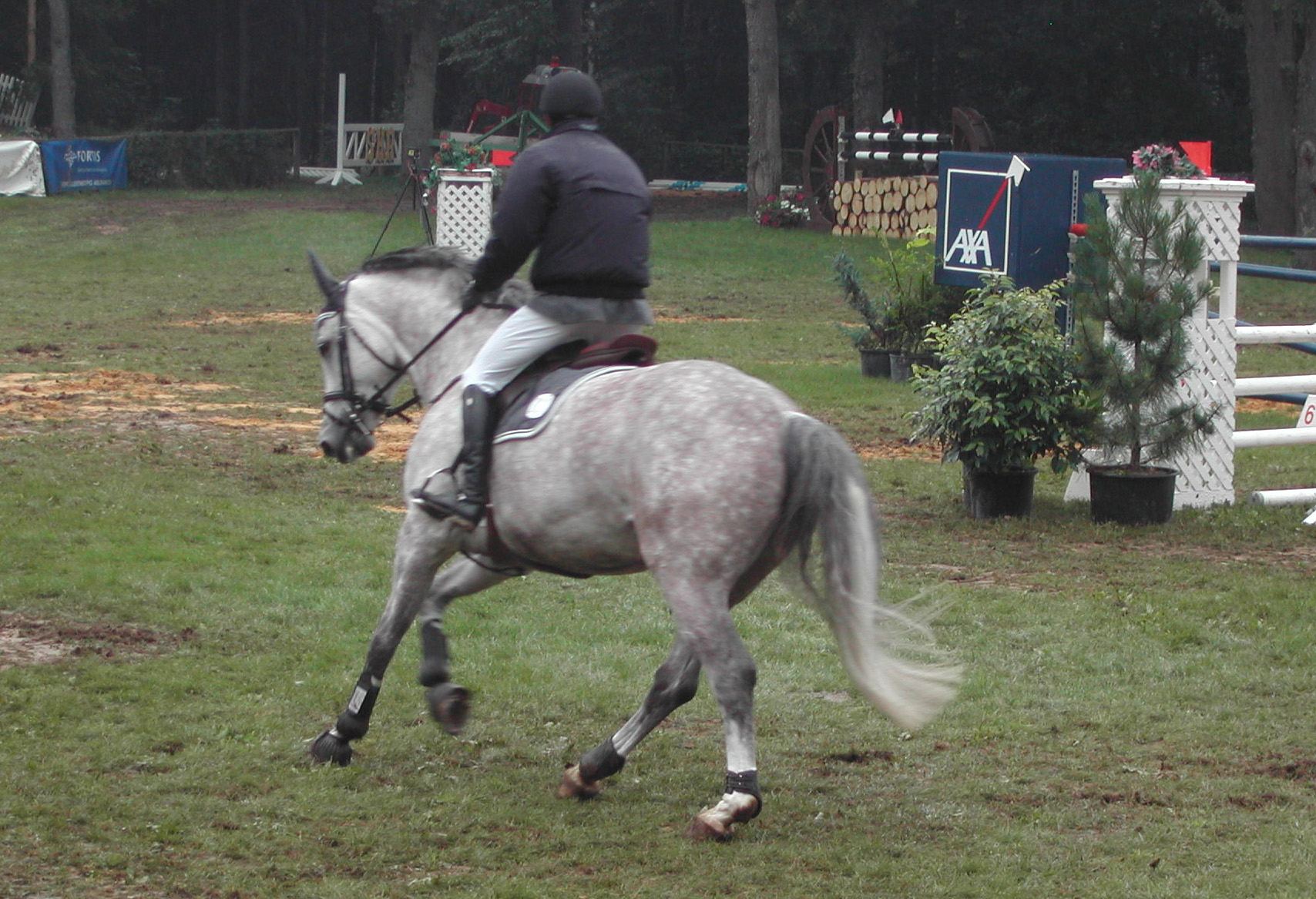 Competition horse 7