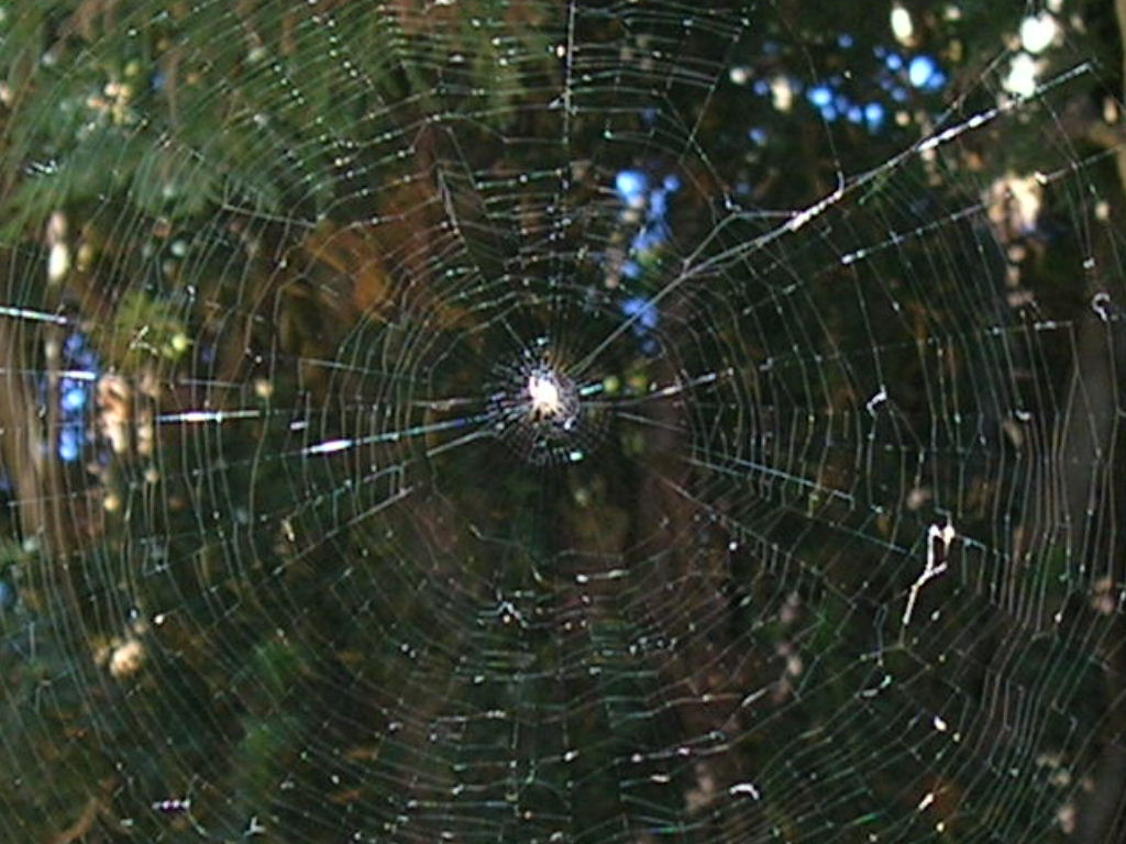 Spider Web