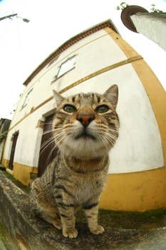 Fisheye effect stock 9