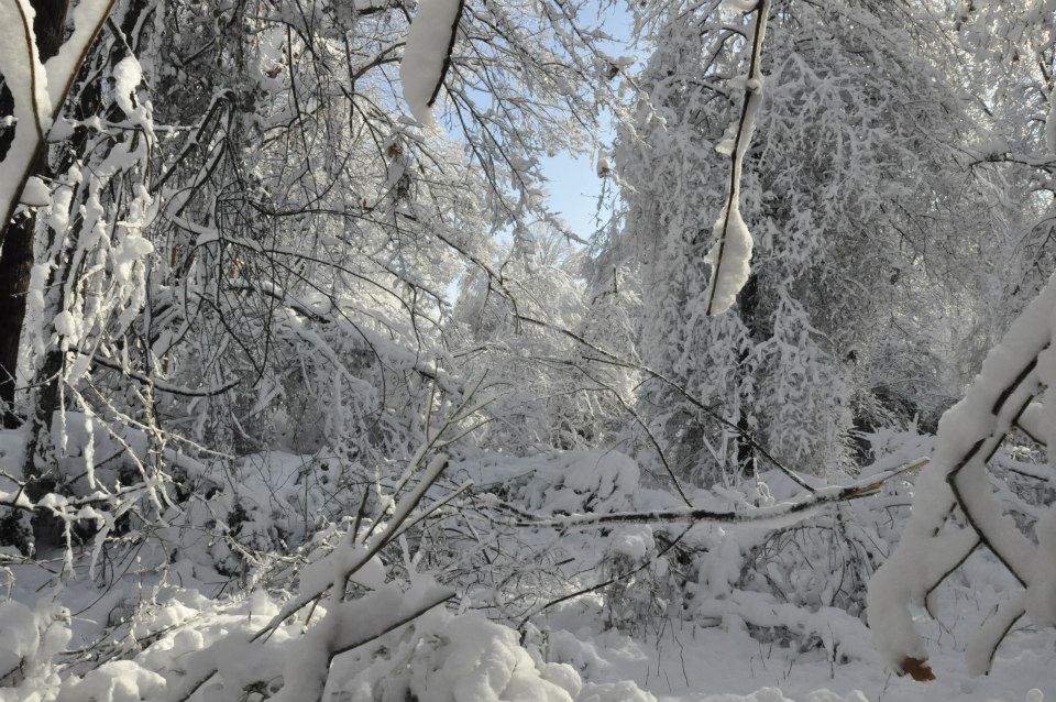 Snow in the Forest