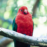 King Parrot by jamesilluminare