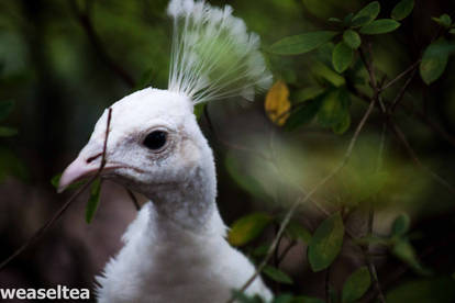 Peahen