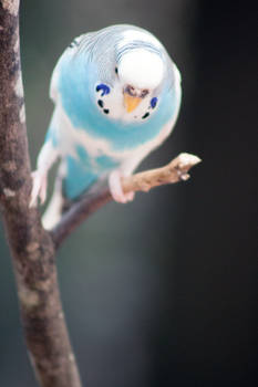 Budgie not Budge