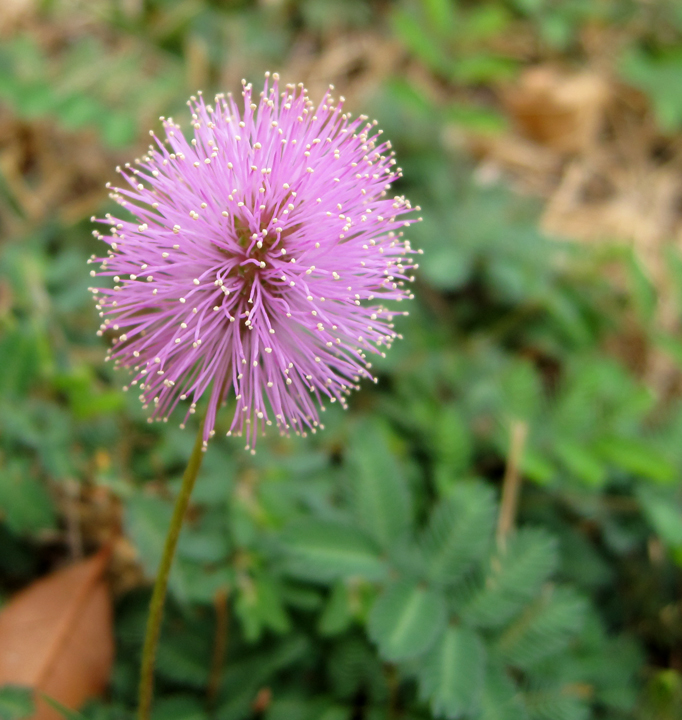 Purple Poof