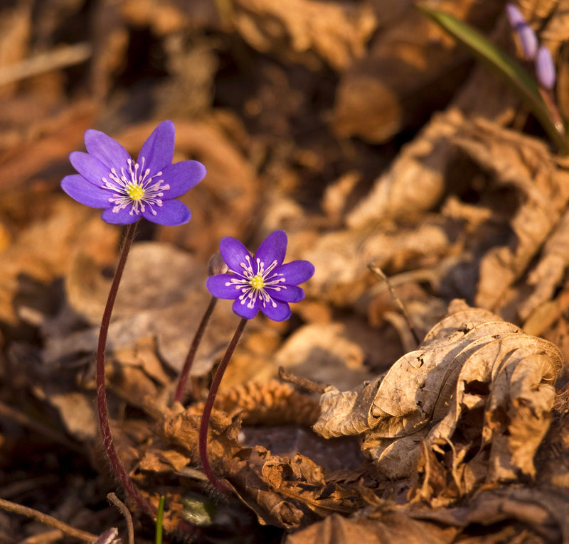 Violet. Spirit