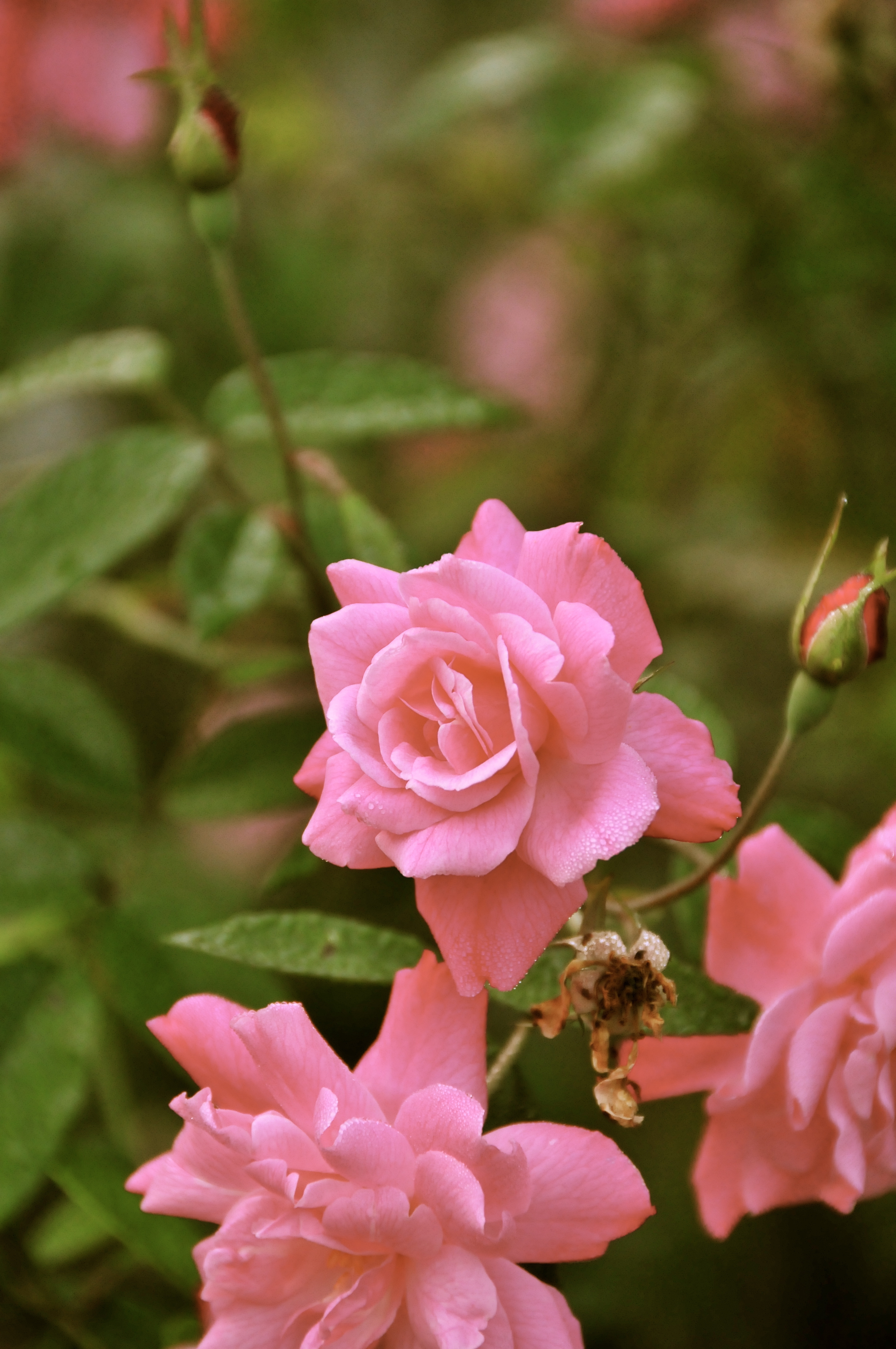 Kissed by a Rose