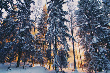 through the snowy trees