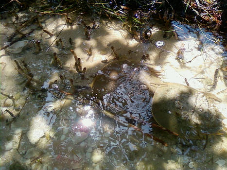 Horseshoe Crabs, live and wild