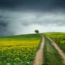 Tree in a meadow with flowers