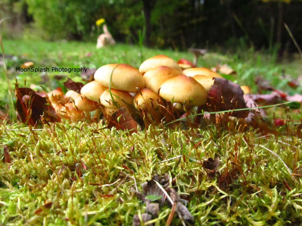 Mushroom Clutter