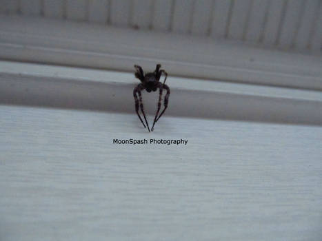 Scary Black Spider