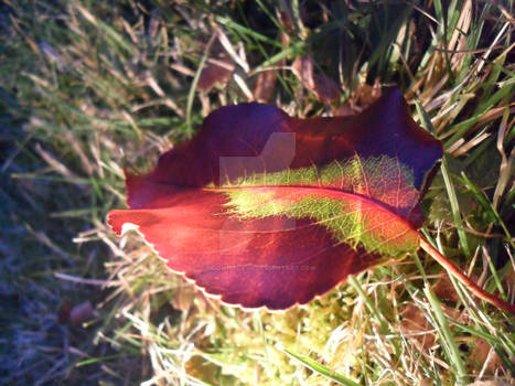 Red Pear Tree Leaf