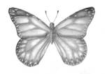 Generic butterfly
