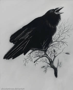 Corvus corax