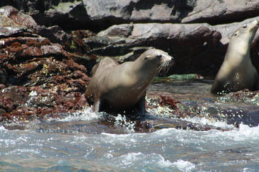 Sea Lions 3