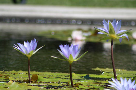 Flowers 3