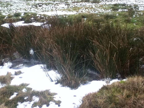 Snow and Reeds