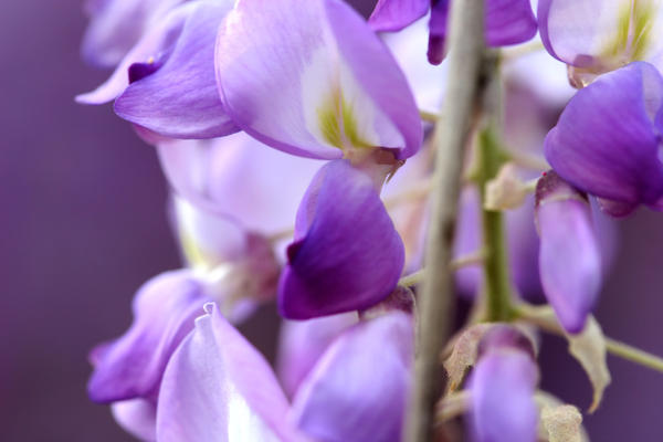 Purple Blooms