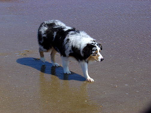 Milo, my Australian Shepherd