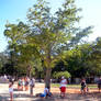 Ceiba tree