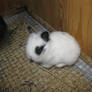 Baby Rabbit 1