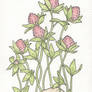 red clover all over