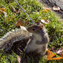 Squirrel on Leash