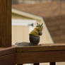 Squirrel in Sweater