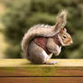 Squirrel in Sweater Part Trois