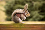 Squirrel in Sweater Part Trois by woobiee