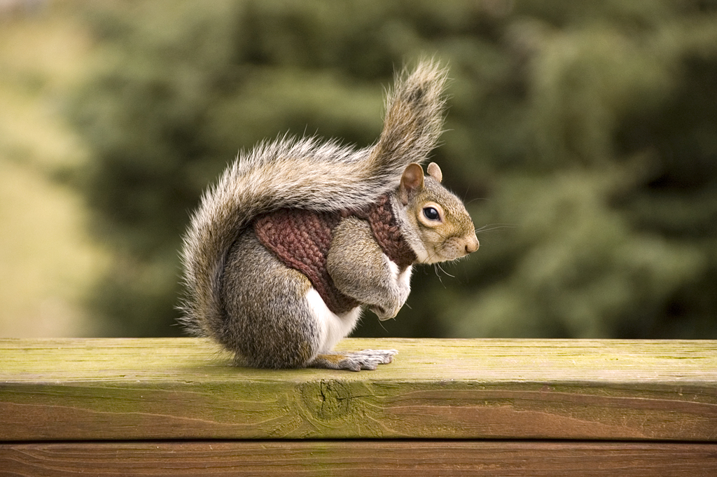 Squirrel in Sweater Part Trois
