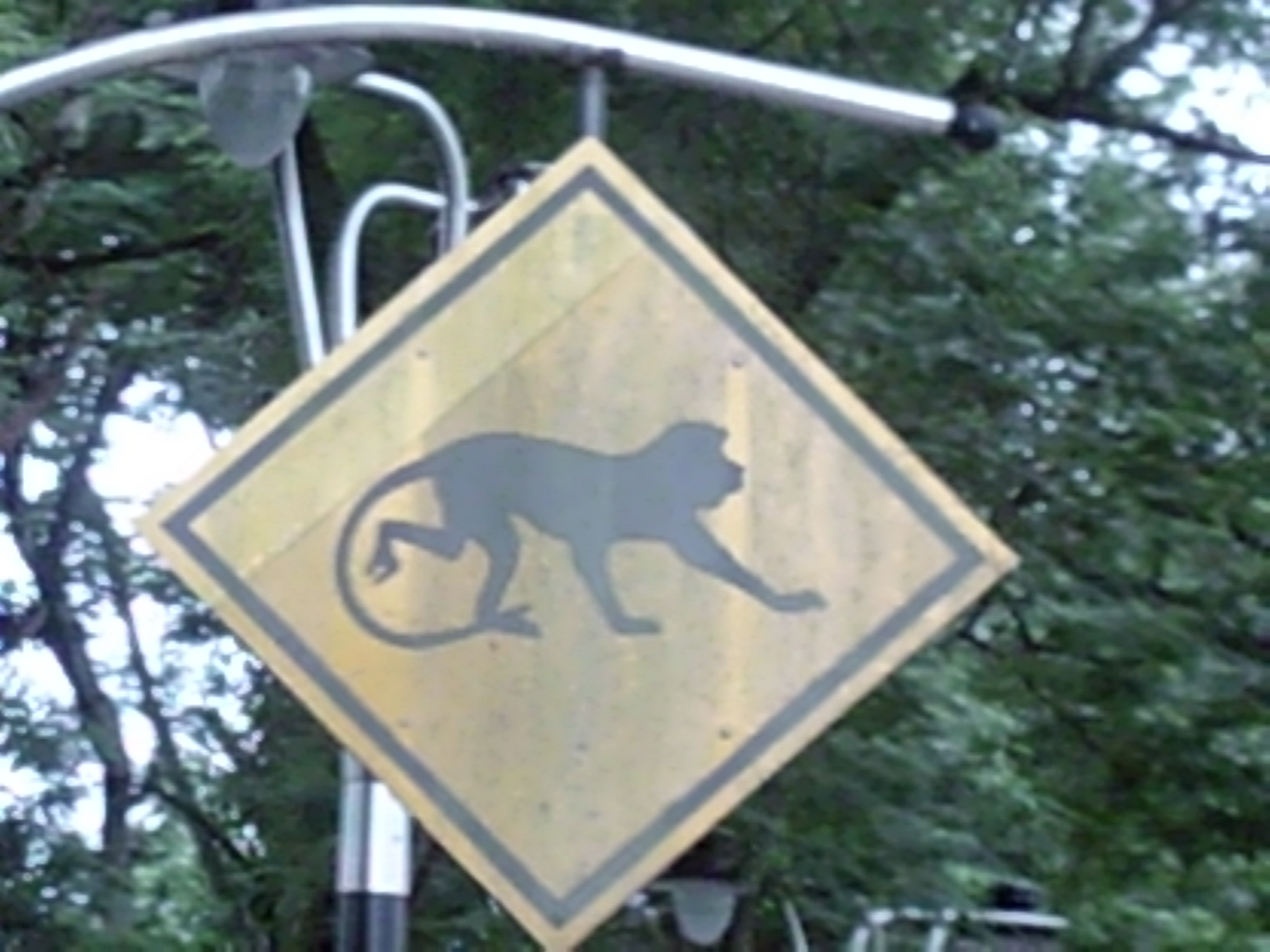 Monkeys Beware!  The Biggest Threats In The Amazon - q4y93zs