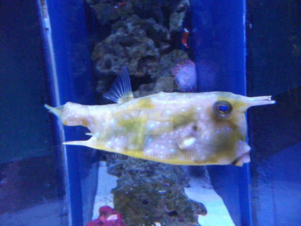 Grumpy Fish by MiscHQ on DeviantArt