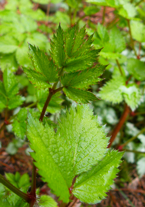 Poison Sumac